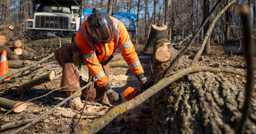 Best Tree Service in St Cloud MN: Trusted Local Arborists for Removal, Storm Cleanup, and Tree Health